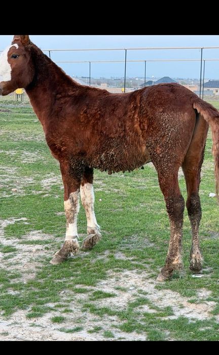 Айғыр тай сатылады