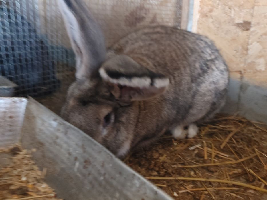 Vind iepuri Urias German