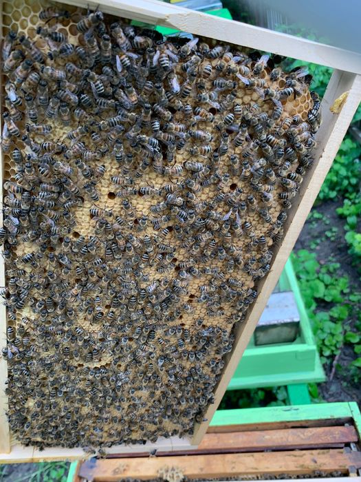 Пчелни отводки Дадан Блат и Лангстрот-Рут