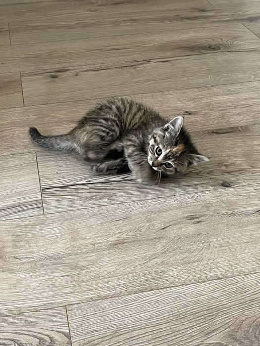 Котенок девочка 2 мес в добрые руки
