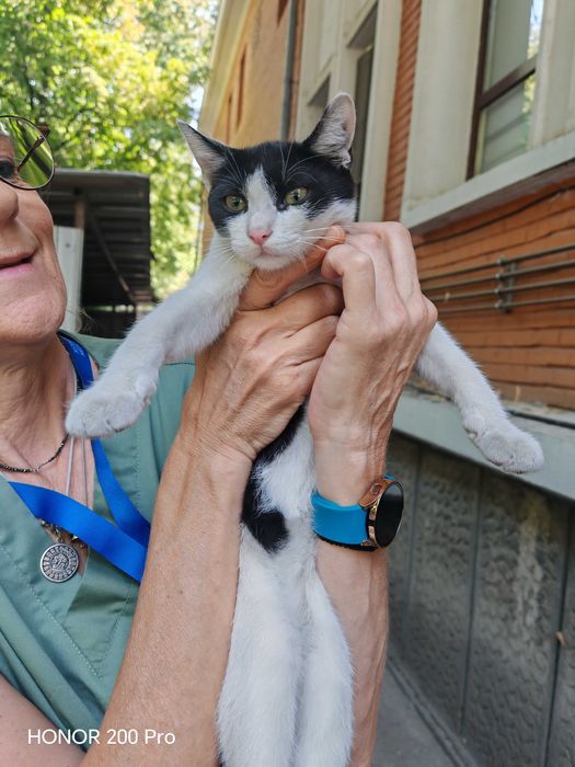 Gratuit! Motan foarte blând și iubitor