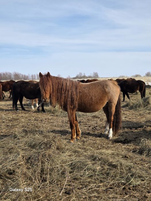 Жеребец ,Айгыр 6 лет
