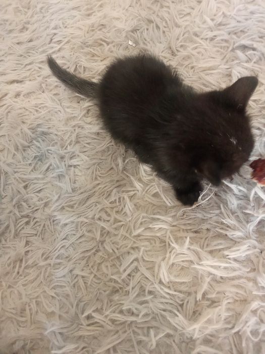 Отдадим котята бесплатно