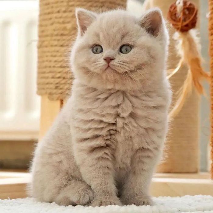 British Shorthair mascul cu pedigree tip A
