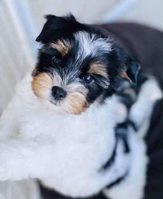 Bichon havanez 800 lei