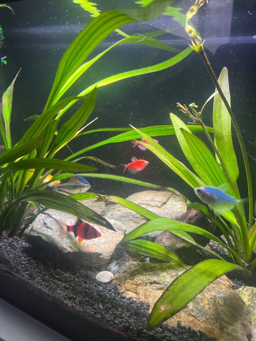 Vând Acvariu 60l Complet Decorațiuni și Pești