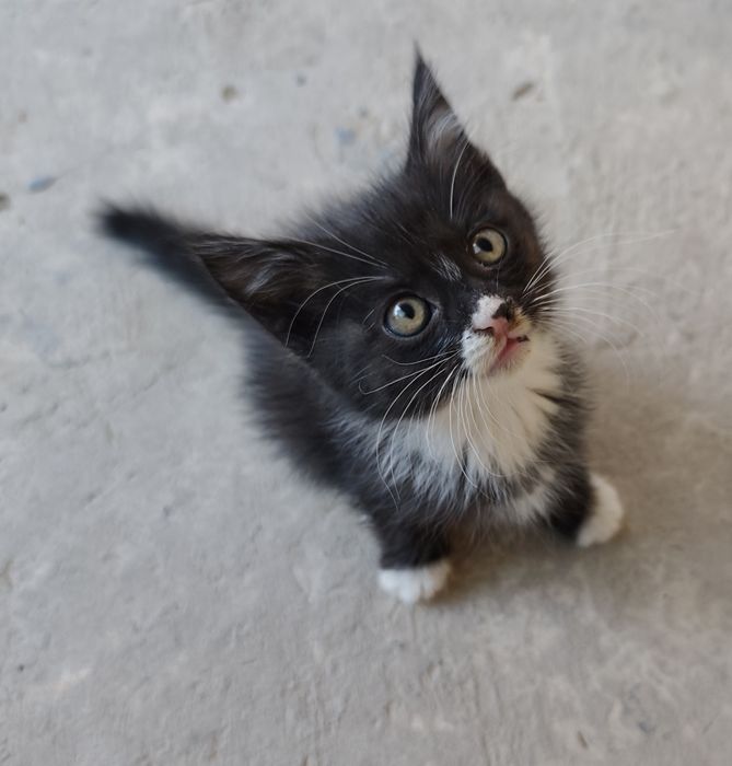Отдам котят в хорошие руки бесплатно