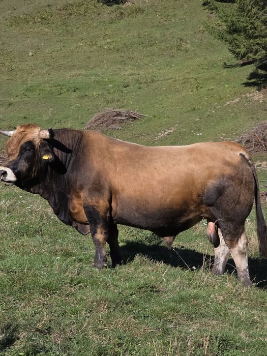 Vând taur Aubrac pentru montă