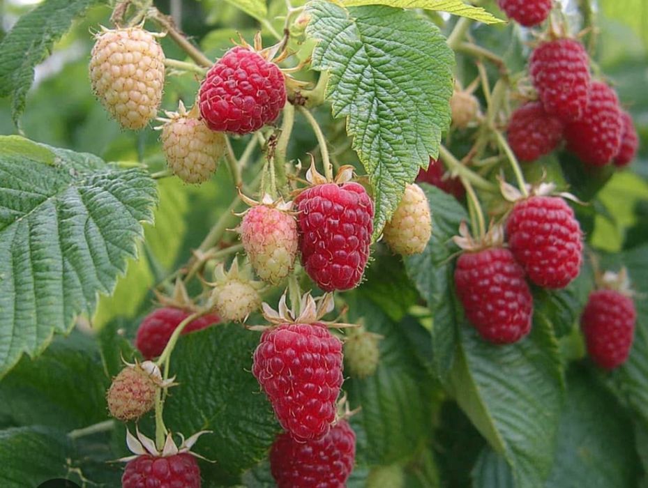 Продавам!! Расат Ягоди! Малини!