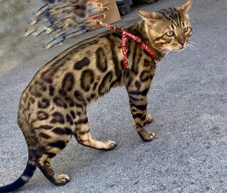 Бенгальский кот с документами . Вязка