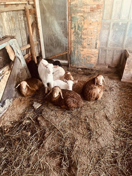 ягнята в части города