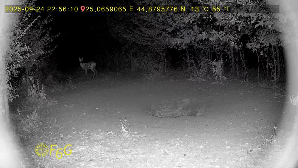 ForestCamLive F6G GPS Temperatura Camera live