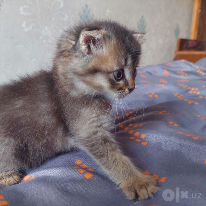 Котёнок вислоухий