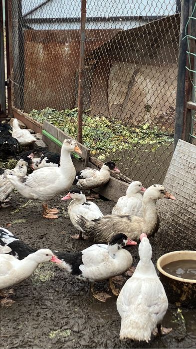 Продаю гусей Крупная Серая ,