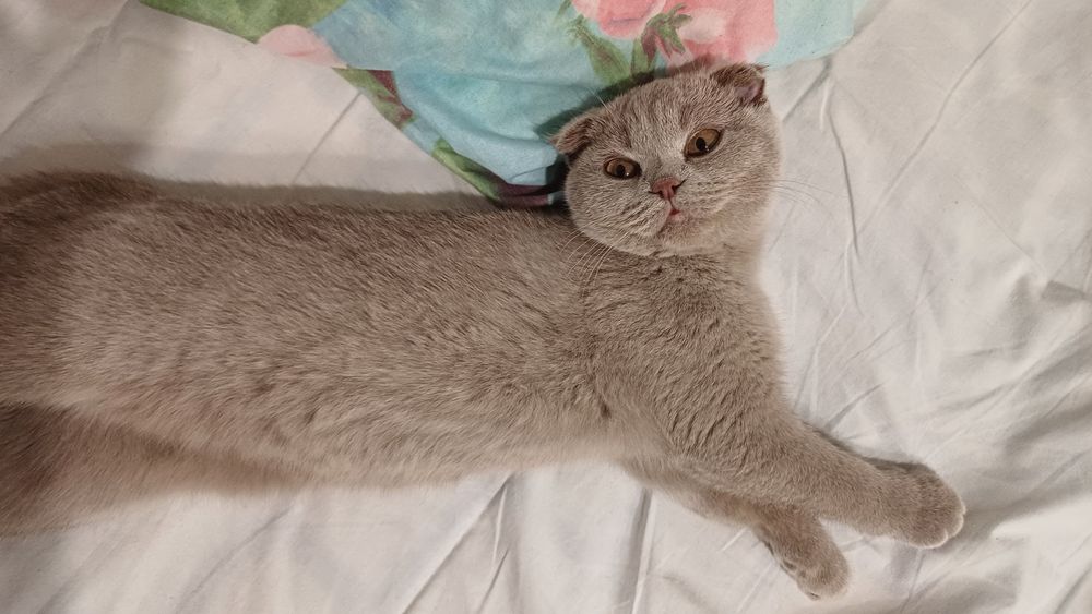 Скотиш фолд(Шотландская вислоухая)
