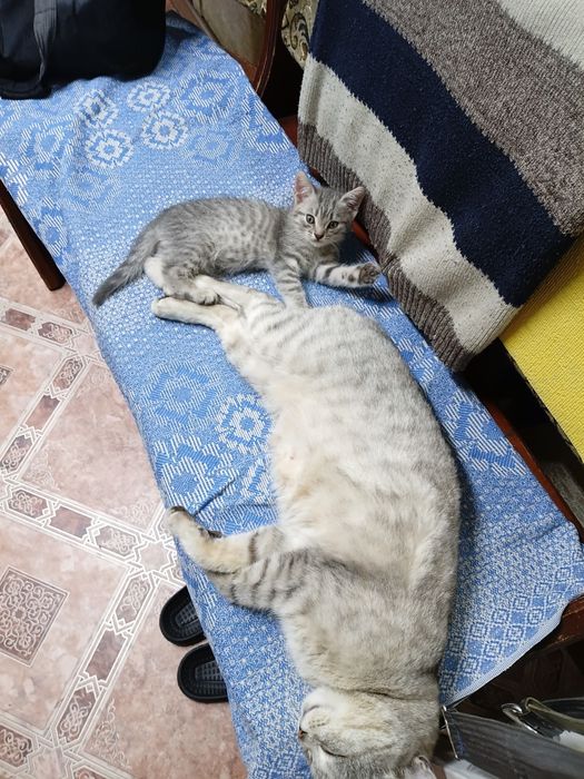 Отдам котёнка в добрые руки.