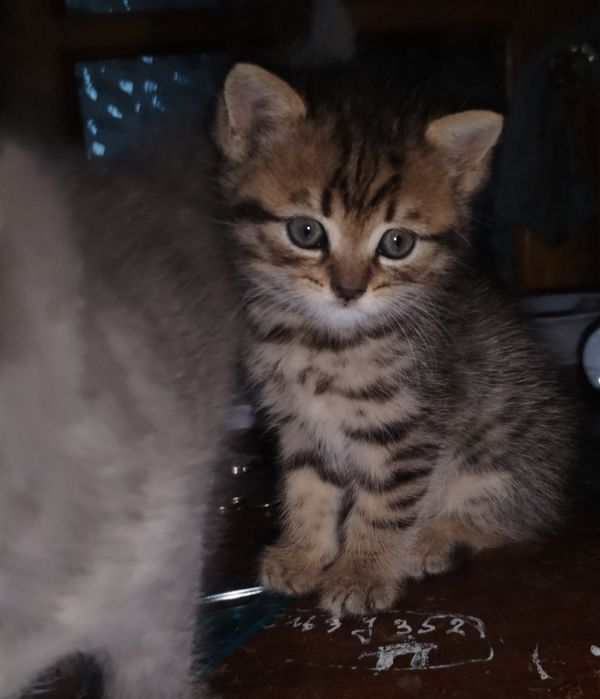 Придается котенки