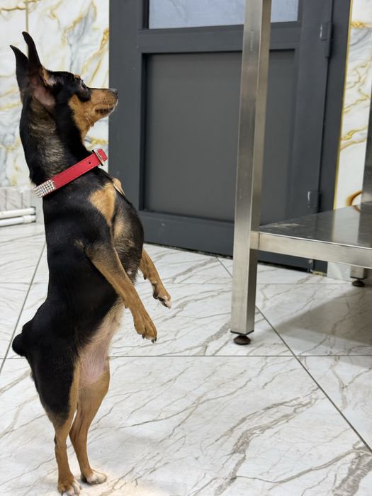 Продам мини тойтерьер девочка