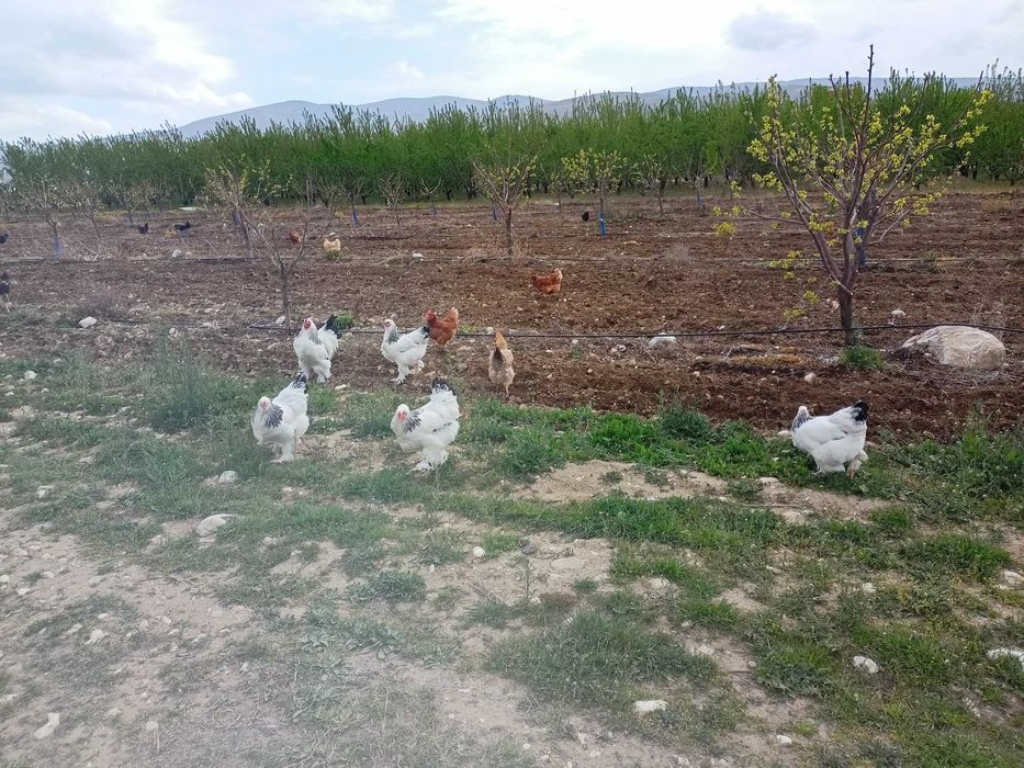 Домашни яйца от свободни  кокошки за консумация и оплодени.