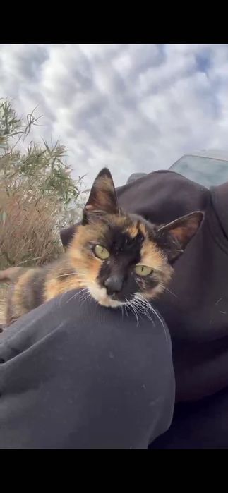 Подарявам Котенце!