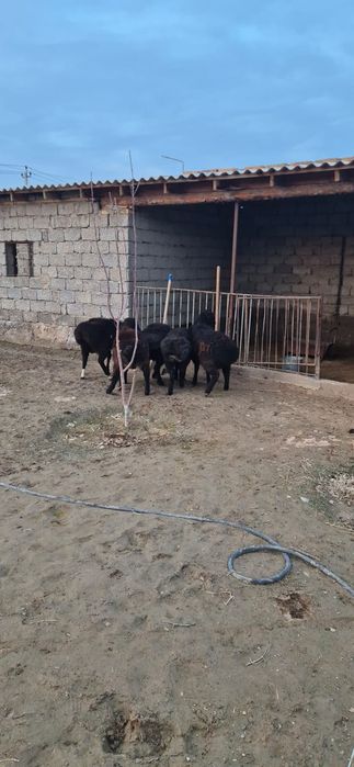 Қошқарлар сатылады