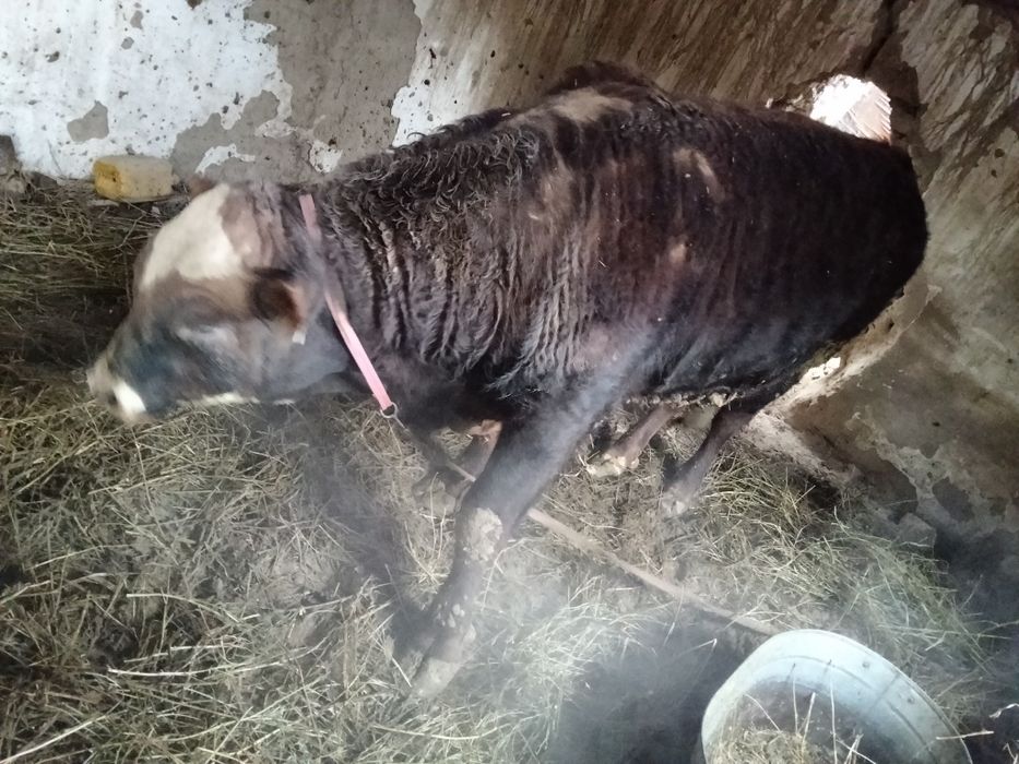 Продам бычка породистый