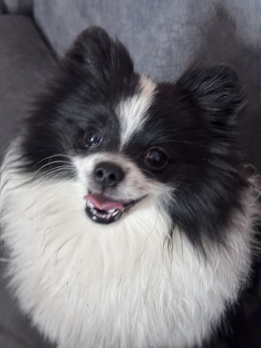 Продам шпица срочно