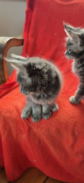 Felisa MAINECOON Autorizata Bucuresti