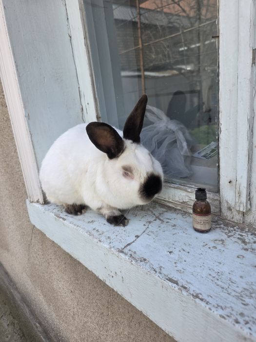 Quyon toza kaliforniya