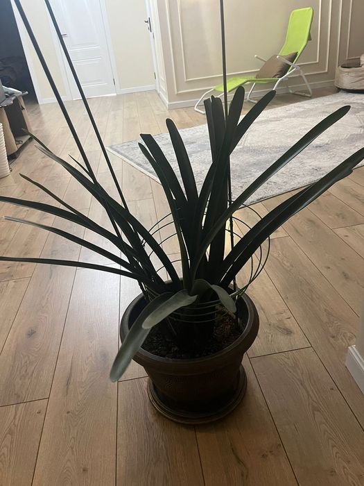 Цветы в хорошем состоянии