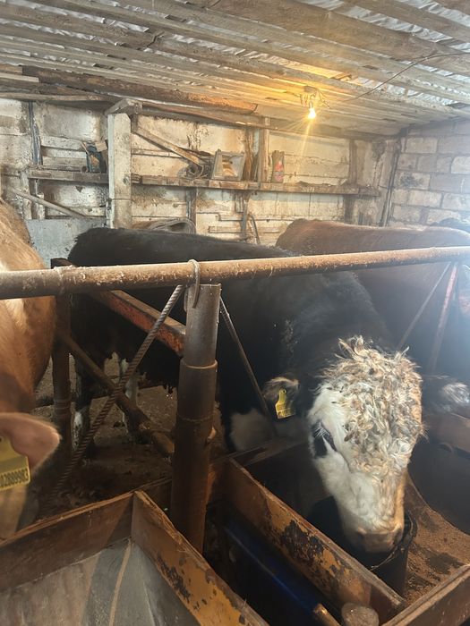 Откорм бұқалар Орал қаласы