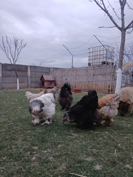 Vand oua de brahma pentru incubat...