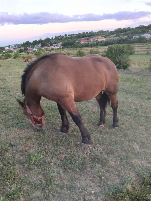 Vind mânză de 1 an și 7 luni