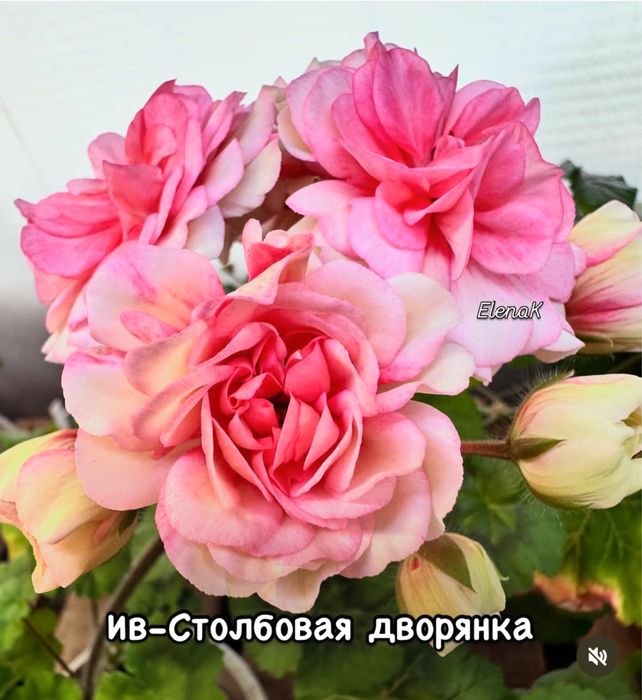 Сортовые пеларгонии в наличии