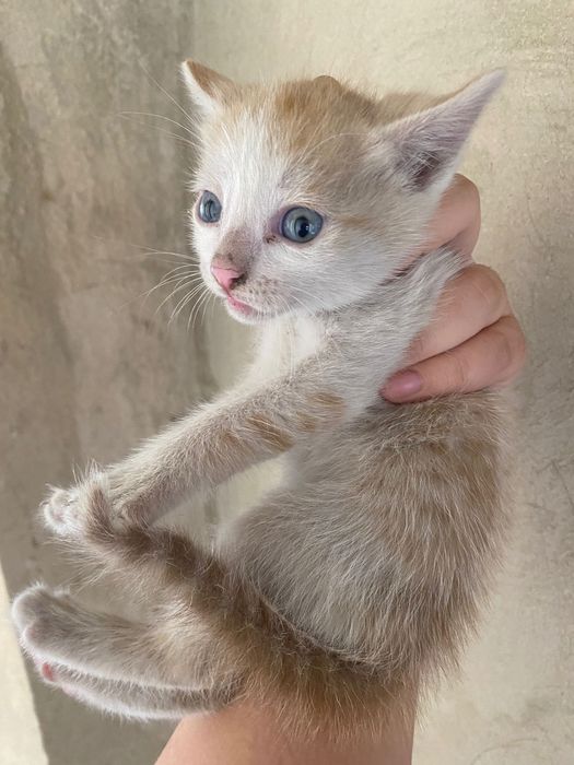 Котёнок бесплатно
