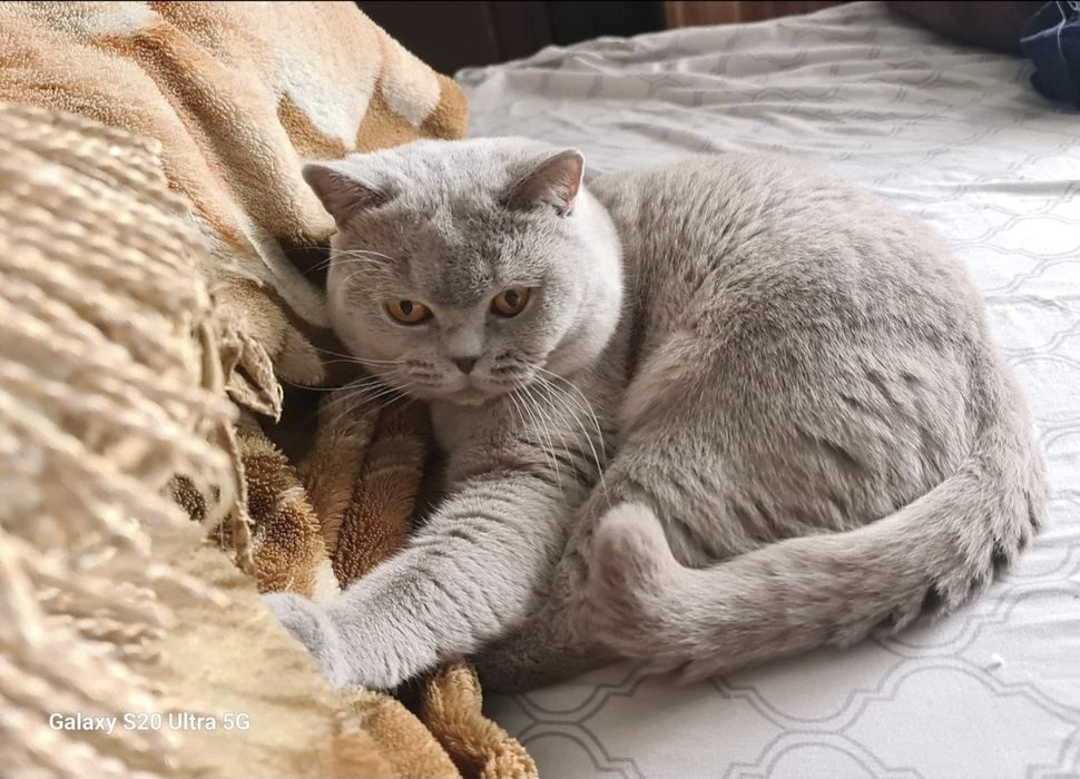 Vand mascul British Shorthair Lila