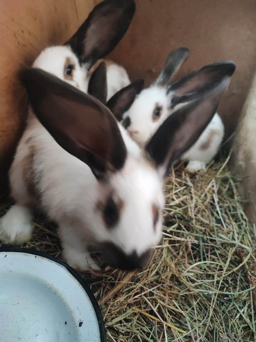 Vând iepuri Fluture German