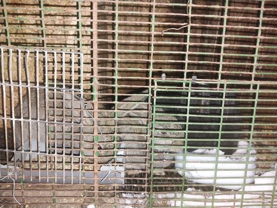 Продам  кроликов