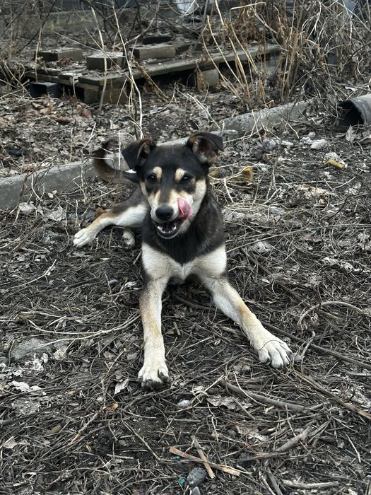 Отдам щенят в ДОБРЫЕ руки!