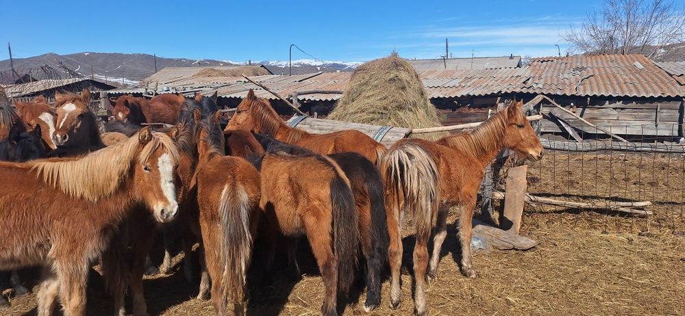 Продам годовалых кобылешек