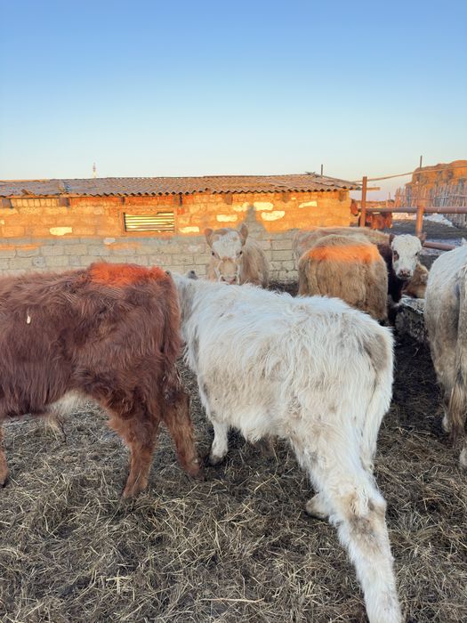 Бычки бык крс бұқа