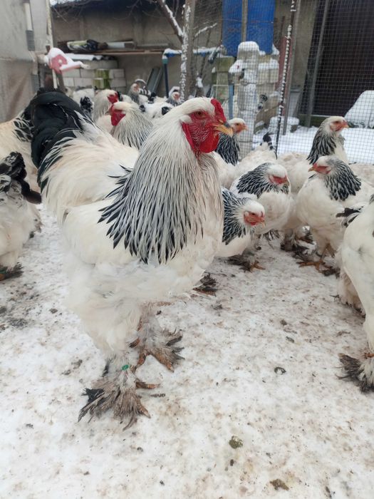 Vând găini brahma herminat deschis