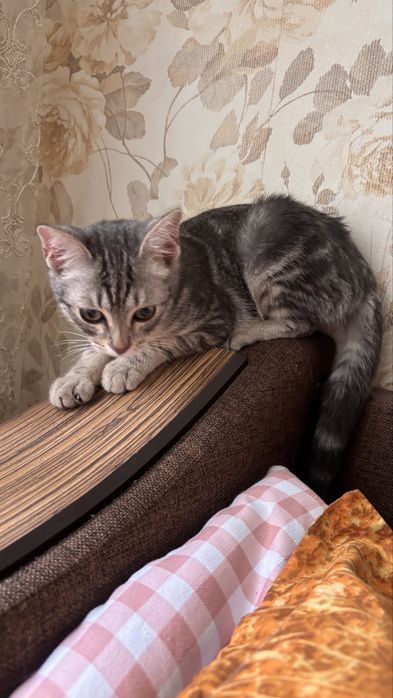 отдам котика в хорошие руки