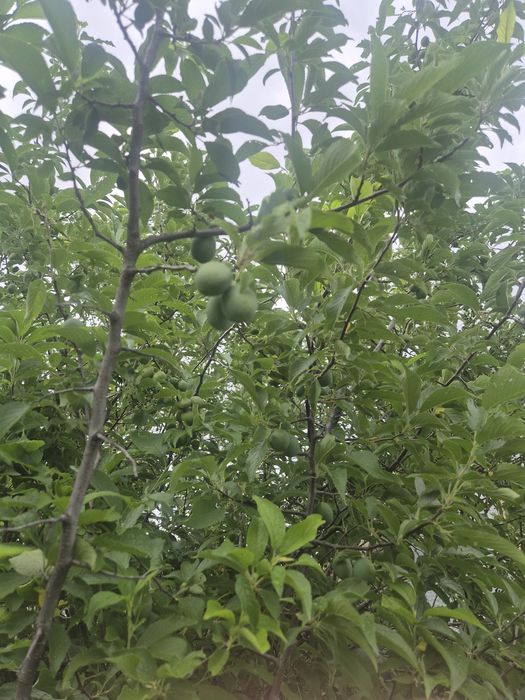 Продам дачу пк каучук в Темнртау.