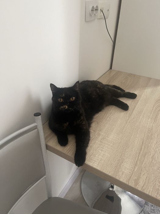 Передержка котиков