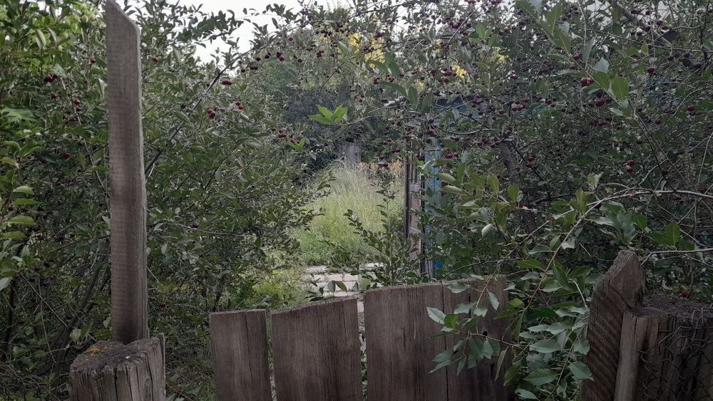 Продаю дачный участок