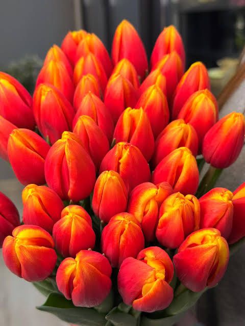 Тюльпаны в розницу