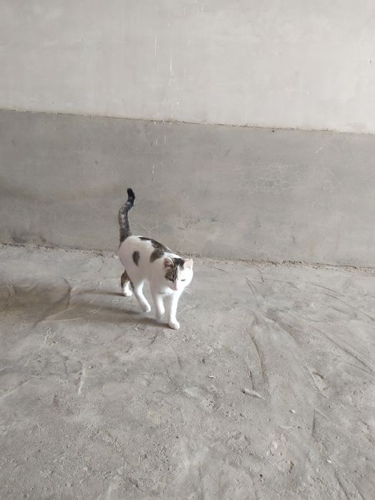 Mushuk sotiladi narxi