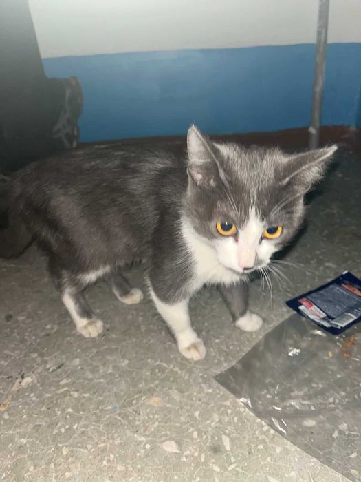 Котенку нужен дом!