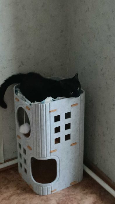 Котик в добрые руки